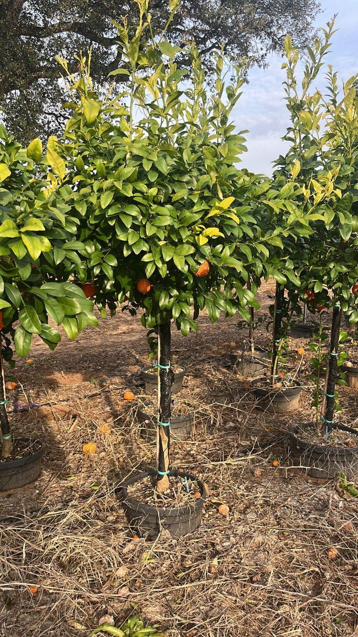 Citrus Limonia (Rangpur lime) — 1/2 fusto, circonferenza 12/14 cm, vaso 30 litri