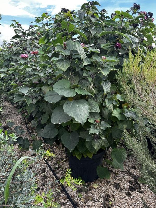 Clerodendrum Bungei — Cespuglio, altezza 100/150 cm, vaso 130 litri