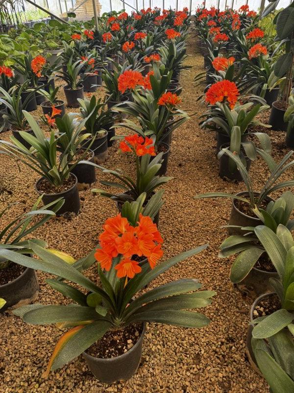 Clivia Miniata (Clivia) — Cespuglio, vaso 9 litri