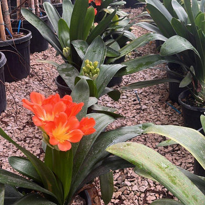 Piante grandi