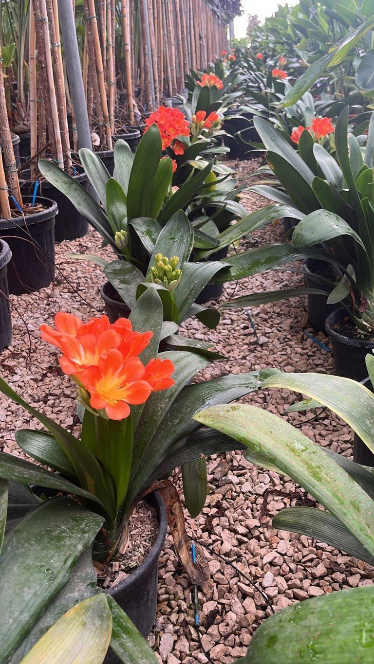 Clivia Miniata (Clivia) — Cespuglio, vaso 9 litri