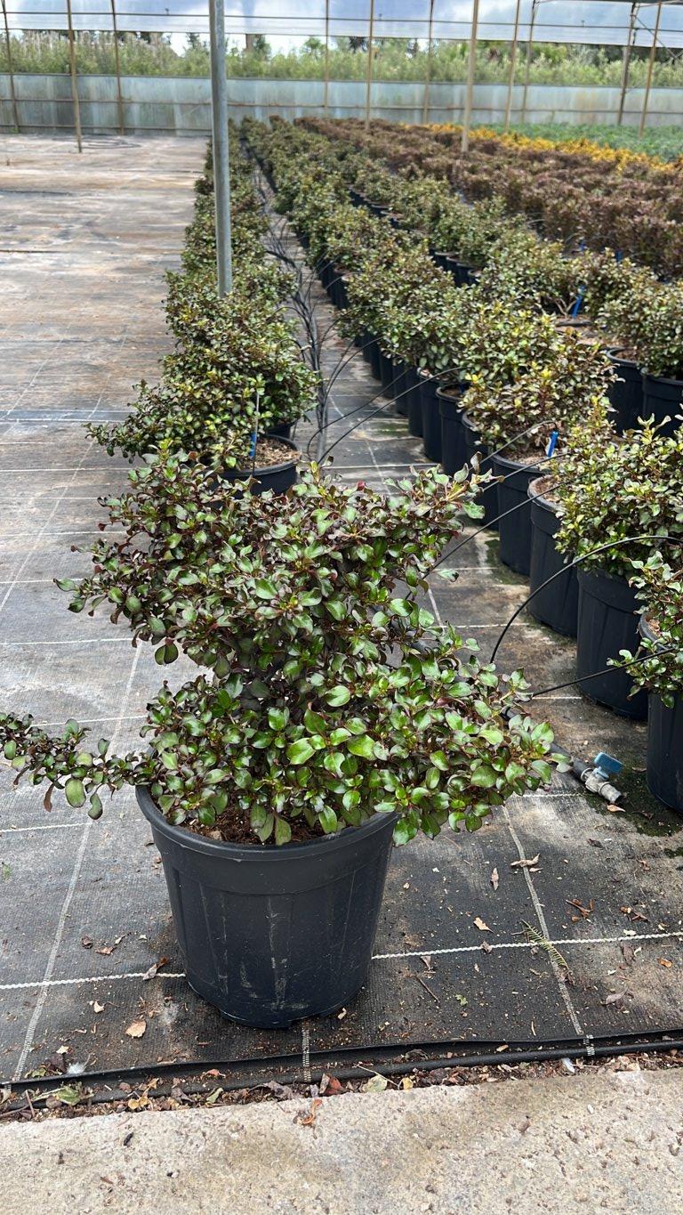 Coprosma Repens Midnight Martini — vaso 9 litri