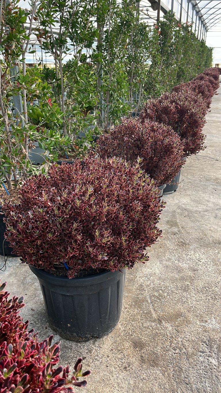 Coprosma Repens Multicolor — vaso 55 litri