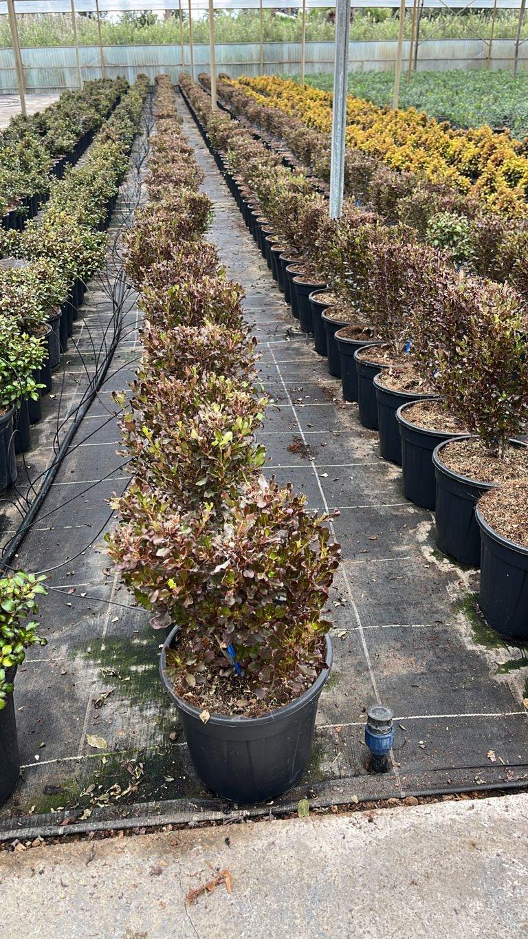Coprosma Repens Pacific Night — vaso 9 litri