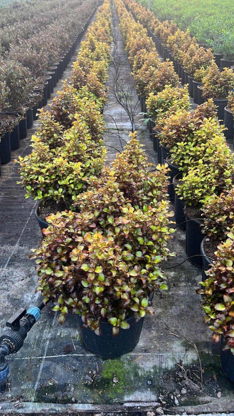 Coprosma Repens Pina Colada — vaso 9 litri