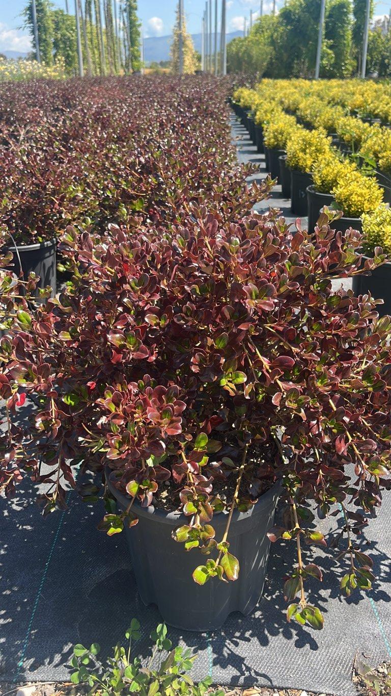 Coprosma Repens Plum Hussey — vaso 9 litri