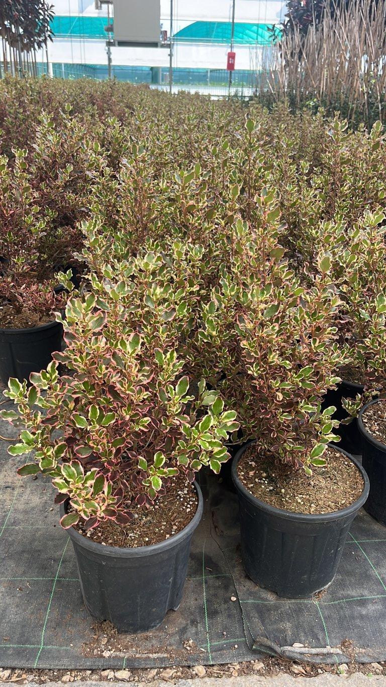 Coprosma Repens Rosso — vaso 9 litri