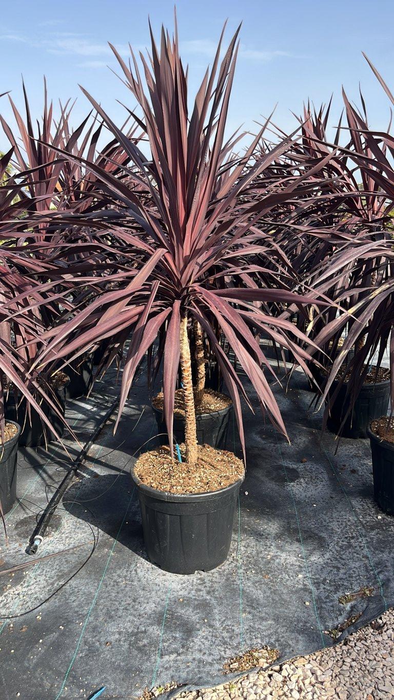 Cordyline Australis Burgundy Spire — vaso 35 litri
