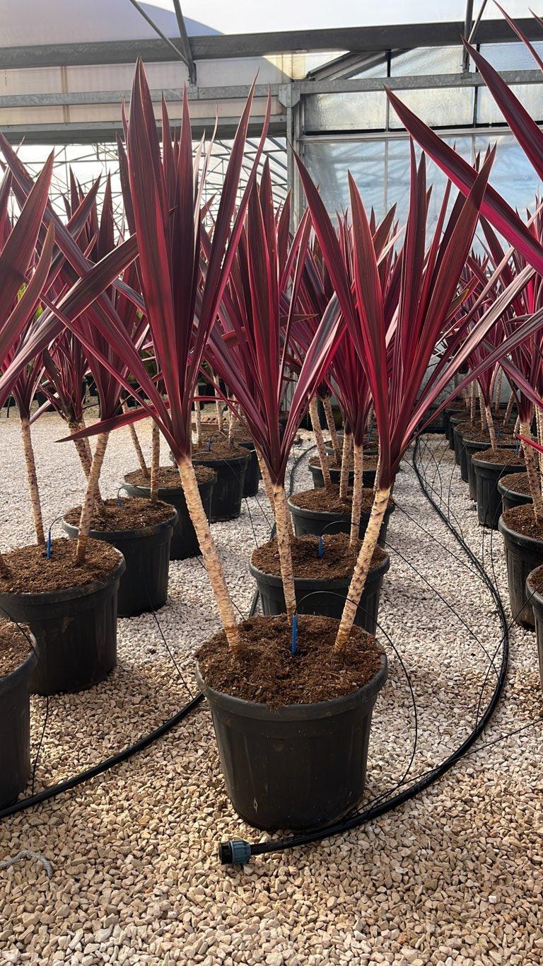 Cordyline Australis Paso Doble — Gruppo, vaso 35 litri