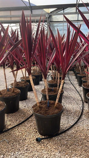 Cordyline Australis Paso Doble — Gruppo, vaso 35 litri