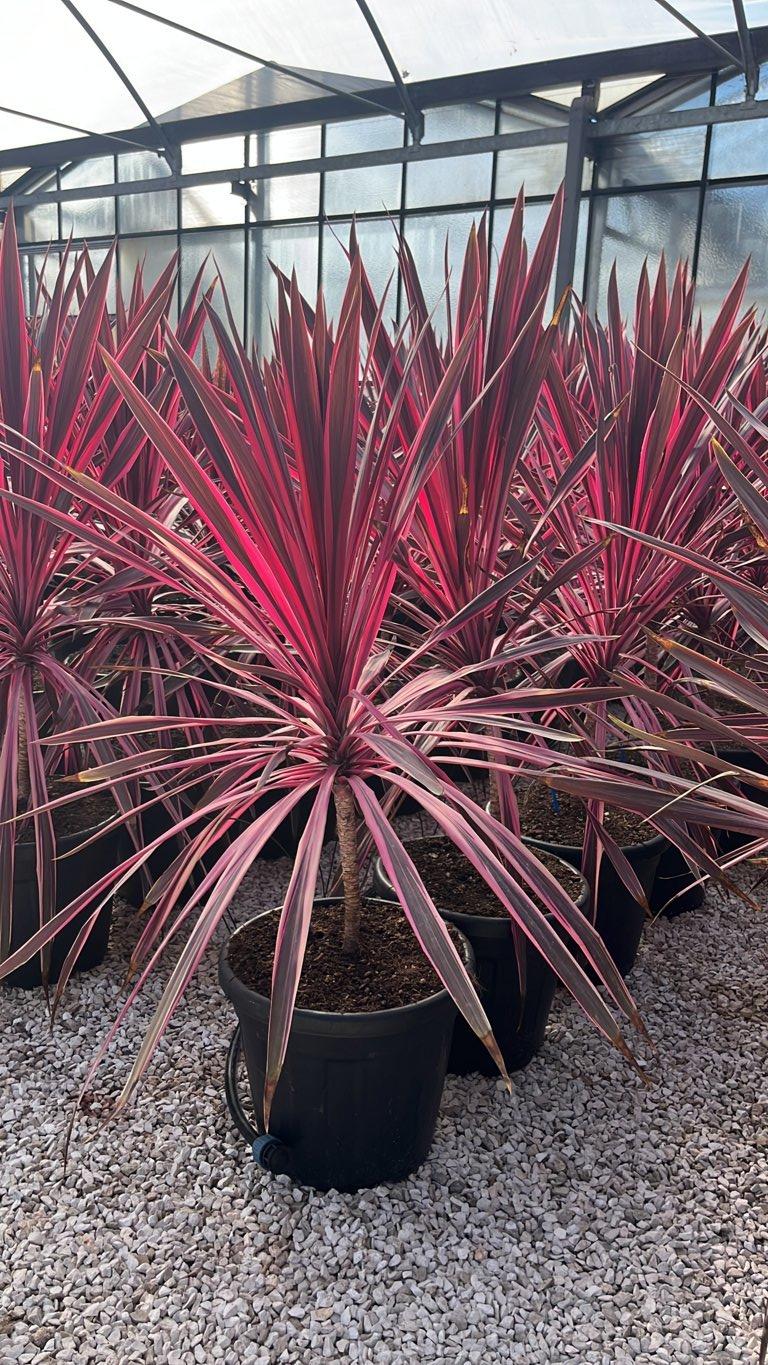 Cordyline Australis Pink Passion — vaso 30 litri