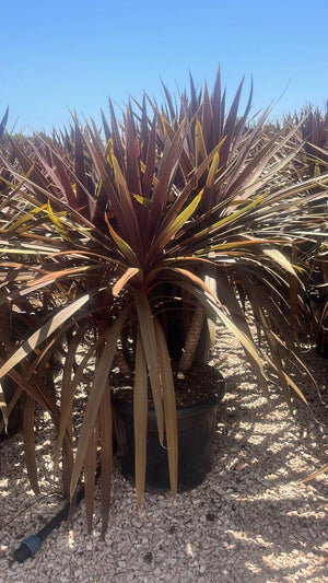 Cordyline Australis Red Star — Gruppo, vaso 35 litri