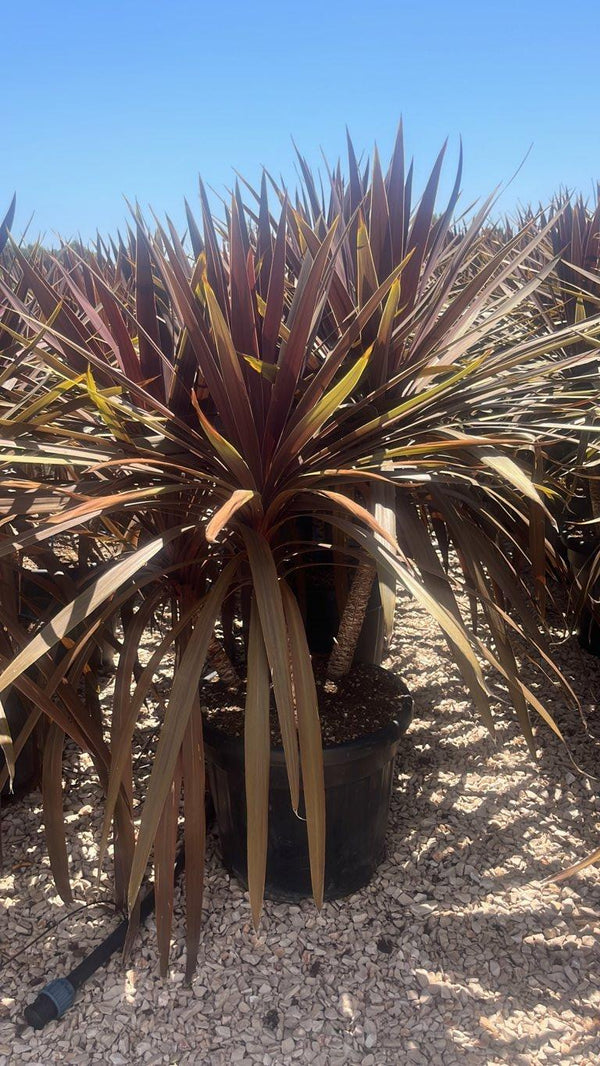 Cordyline Australis Red Star — Gruppo, vaso 35 litri