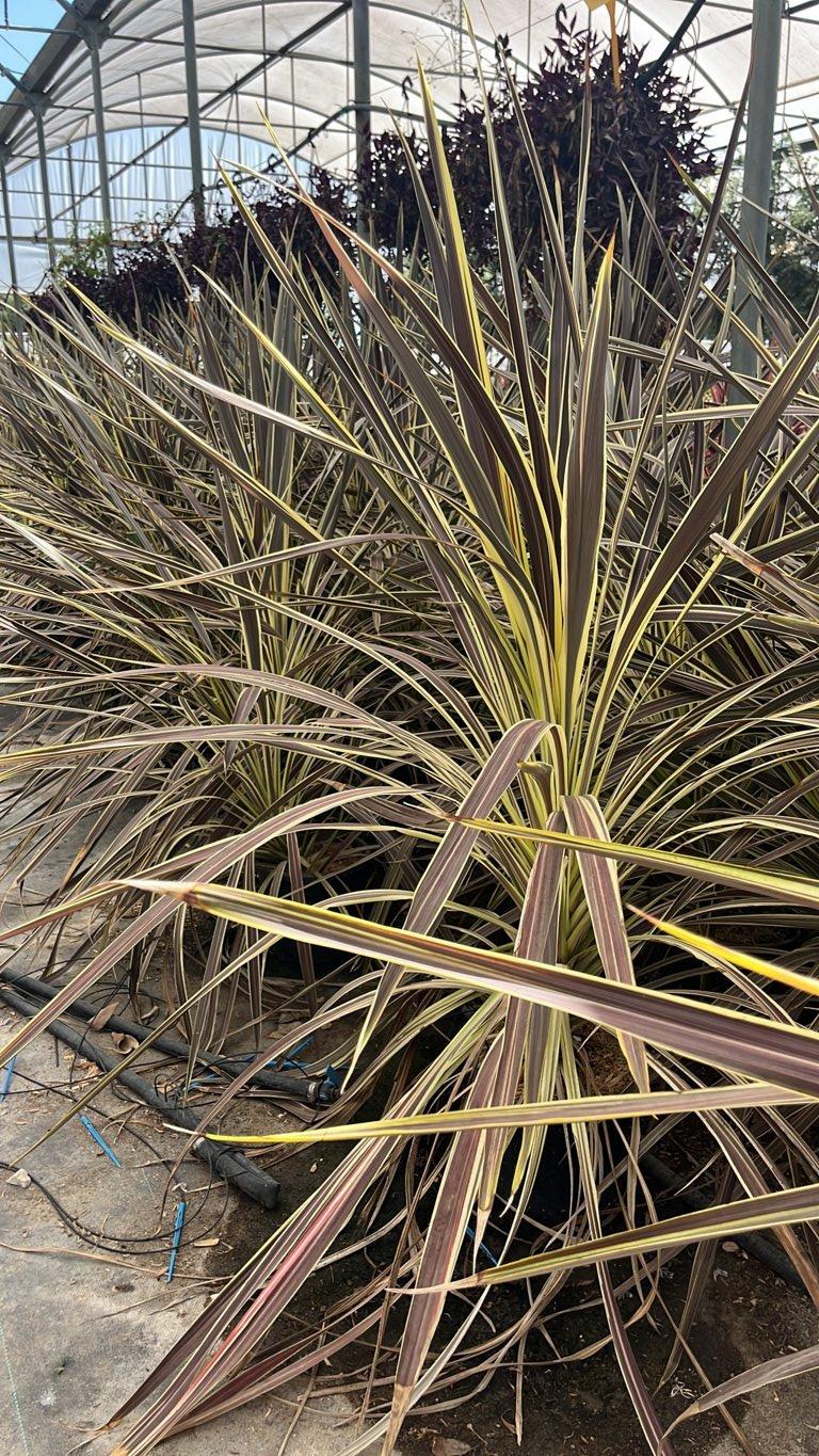 Cordyline Banksii Electric Flash — vaso 9 litri