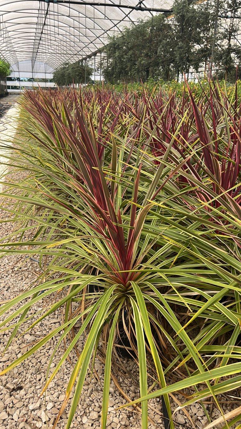 Cordyline Can Can — vaso 9 litri