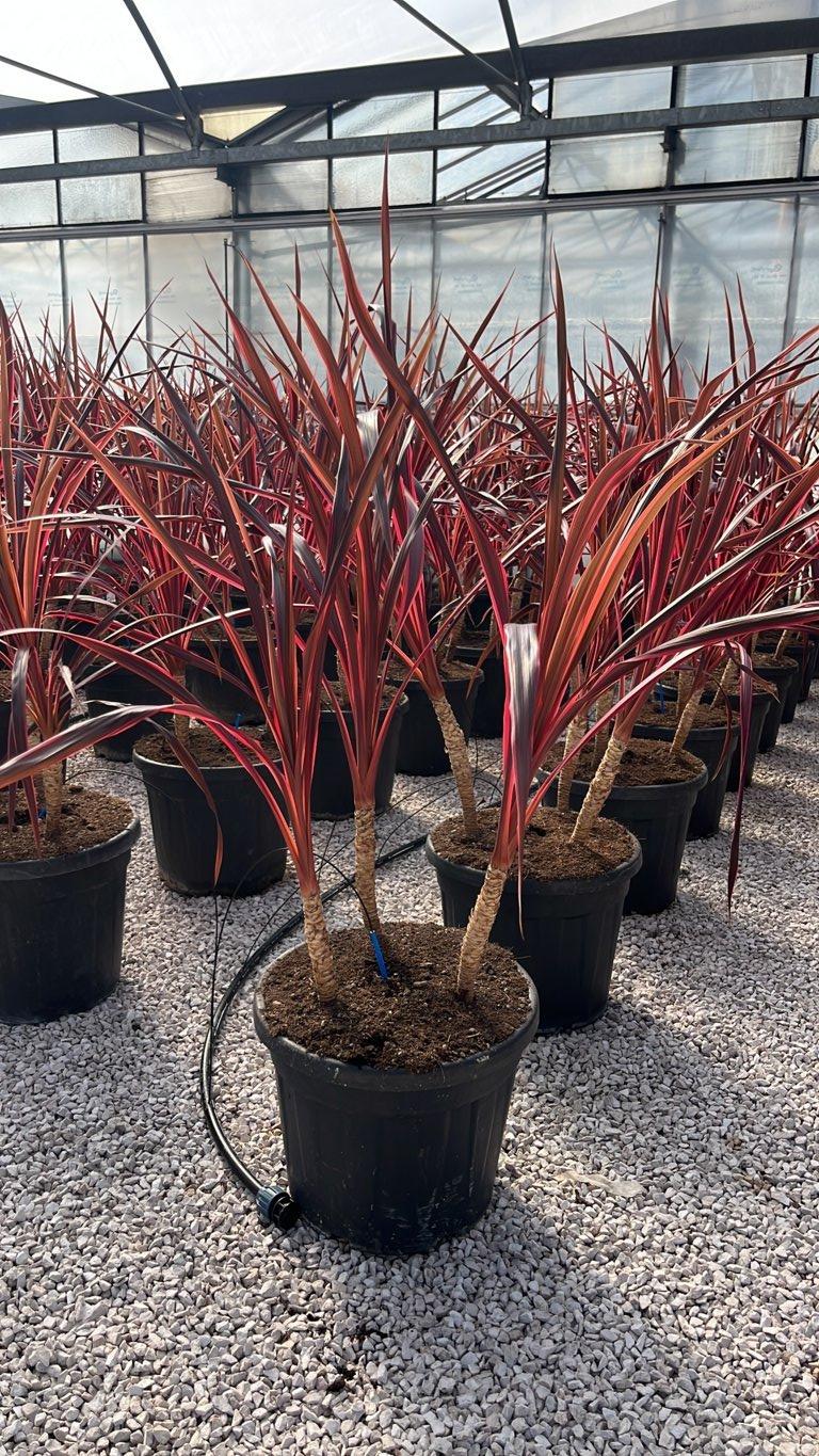 Cordyline Festival Raspberry — Gruppo, vaso 35 litri