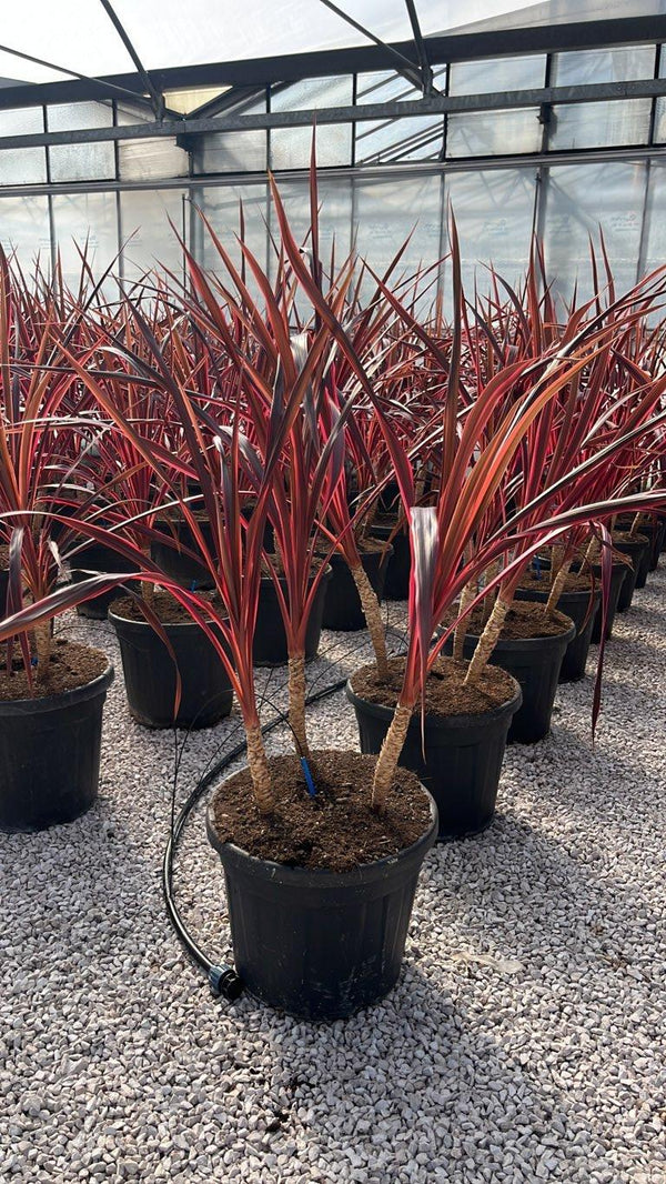 Cordyline Festival Raspberry — Gruppo, vaso 35 litri
