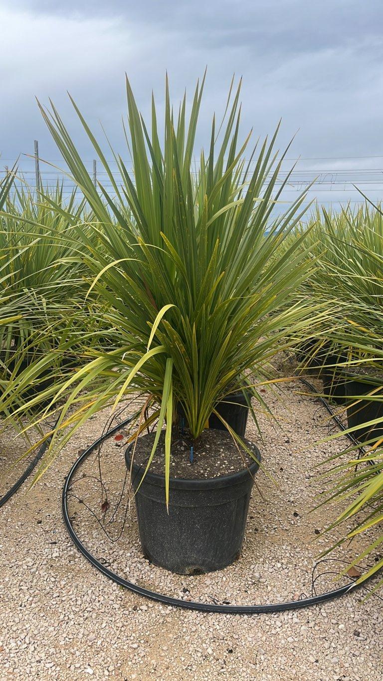 Cordyline Indivisa — Cespuglio, vaso 90 litri
