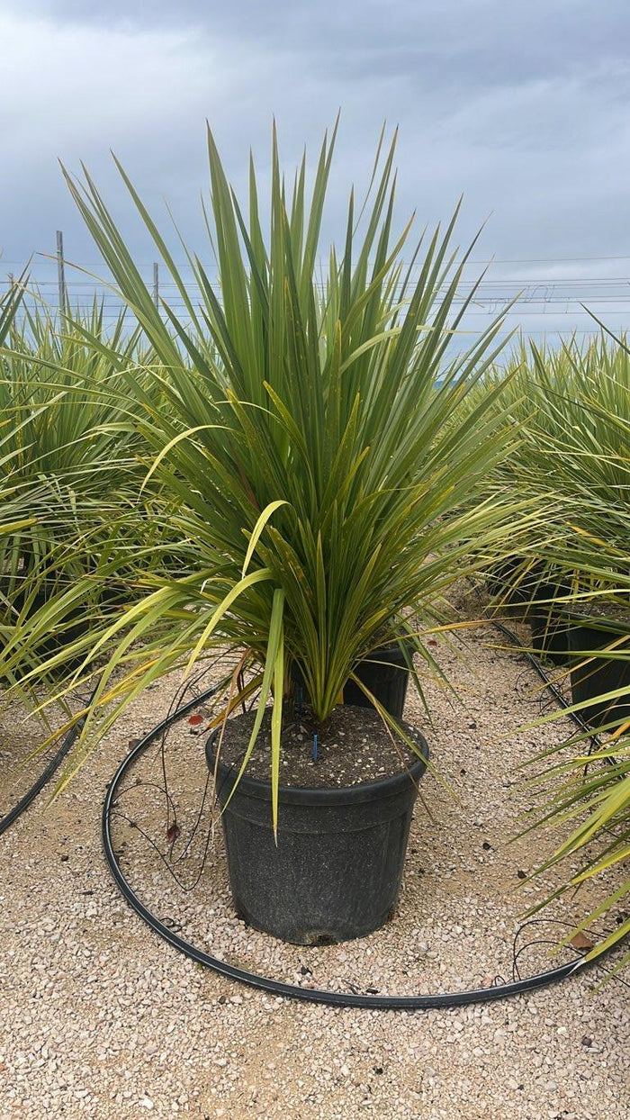 Cordyline Indivisa — Cespuglio, vaso 90 litri