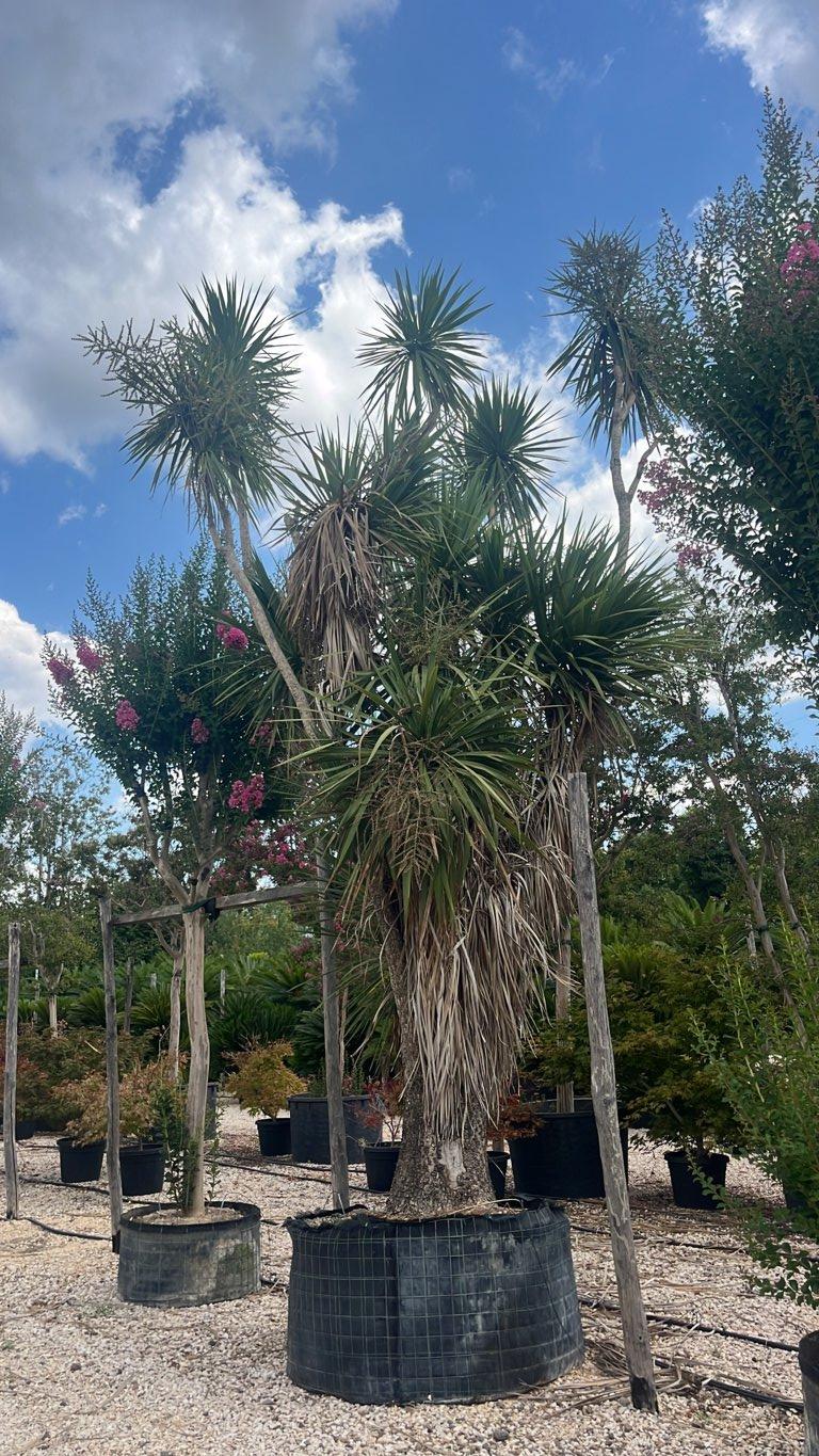 Cordyline Indivisa — Esemplare, altezza 500/600 cm, in rete