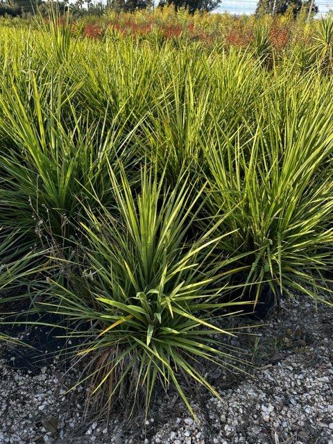 Cordyline Indivisa — Cespuglio, vaso 35 litri