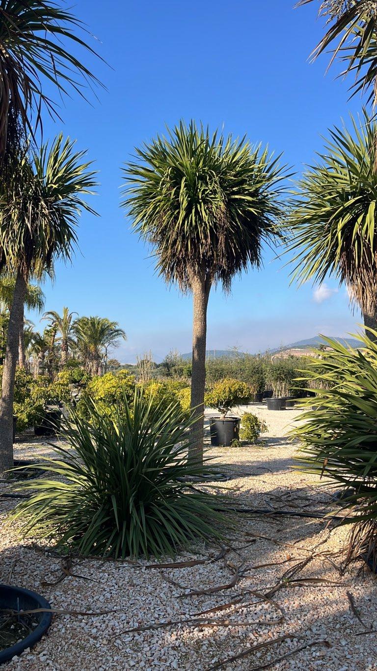 Cordyline Indivisa — tronco altezza 250/300 cm, vaso 240 litri