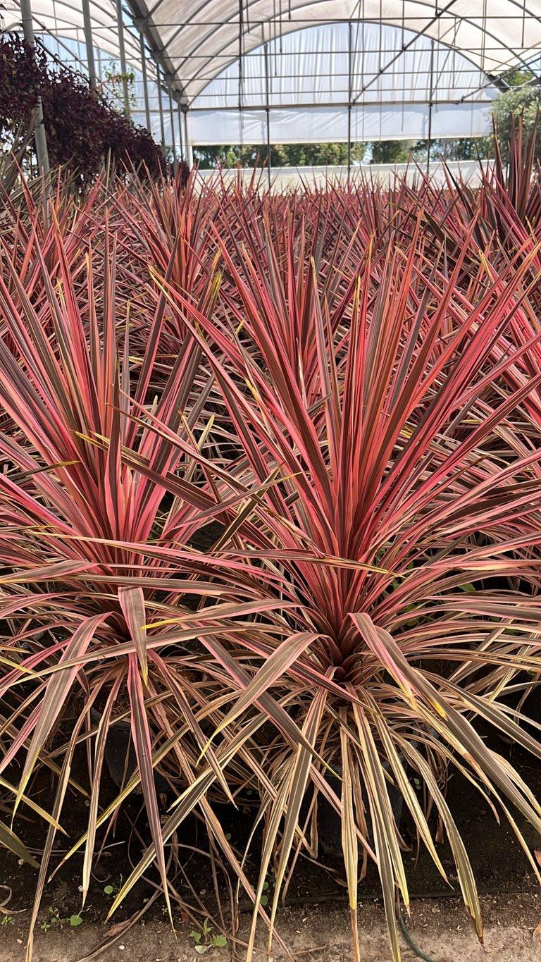 Cordyline Southern Splendour — vaso 9 litri