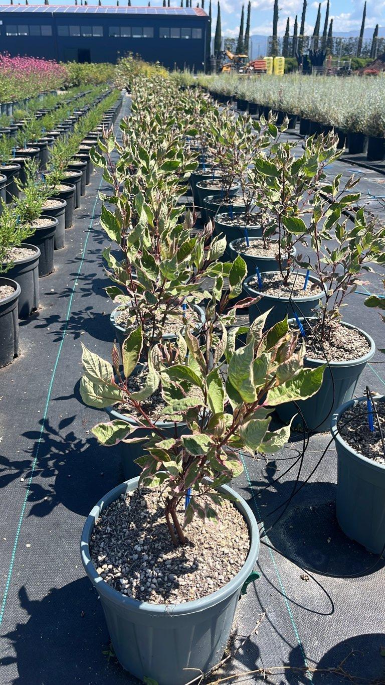 Cornus Alba Miracle (Corniolo bianco) — vaso 9 litri
