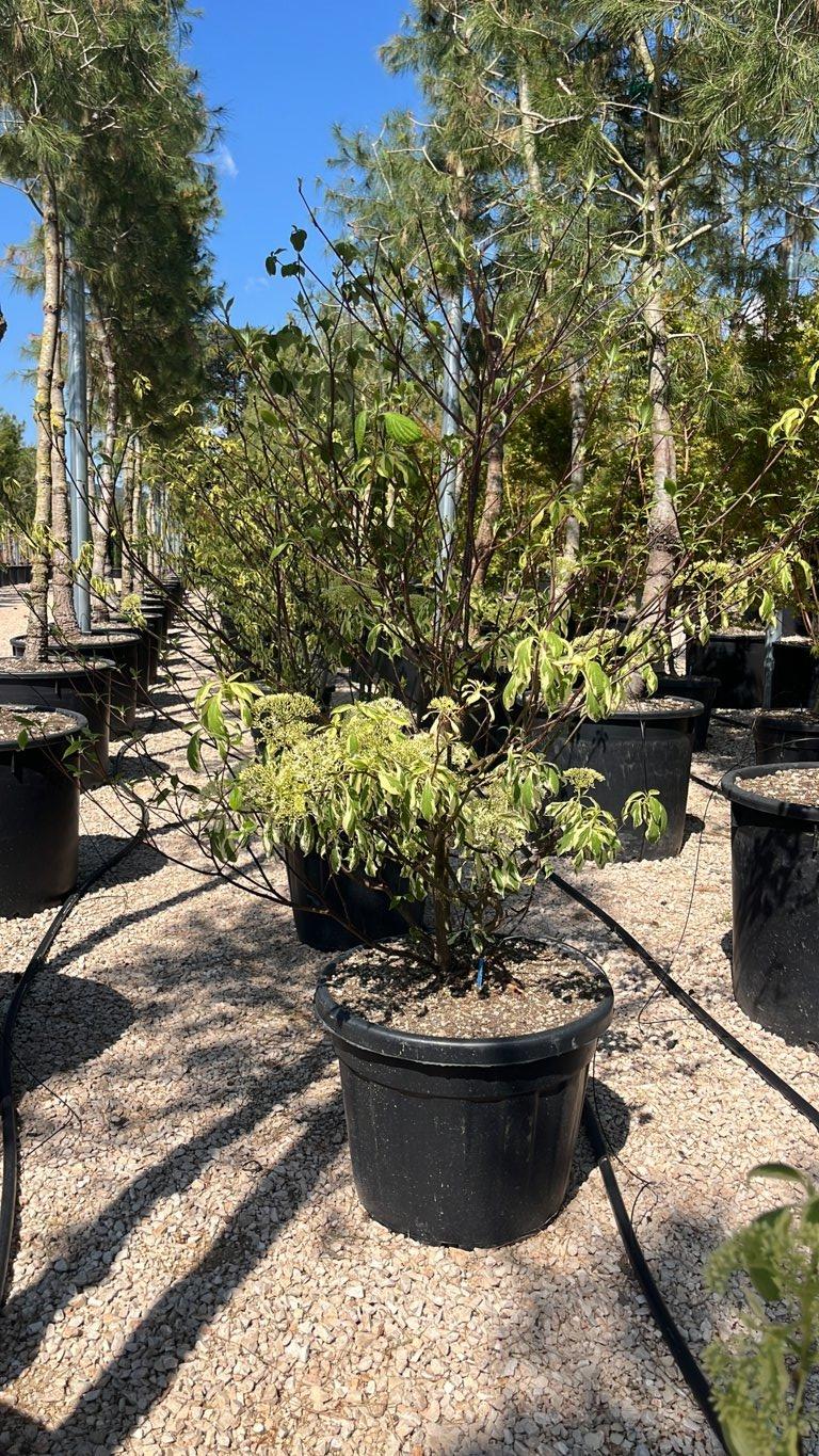 Cornus Controversa (Corniolo) — Cespuglio, altezza 125/150 cm, vaso 70 litri