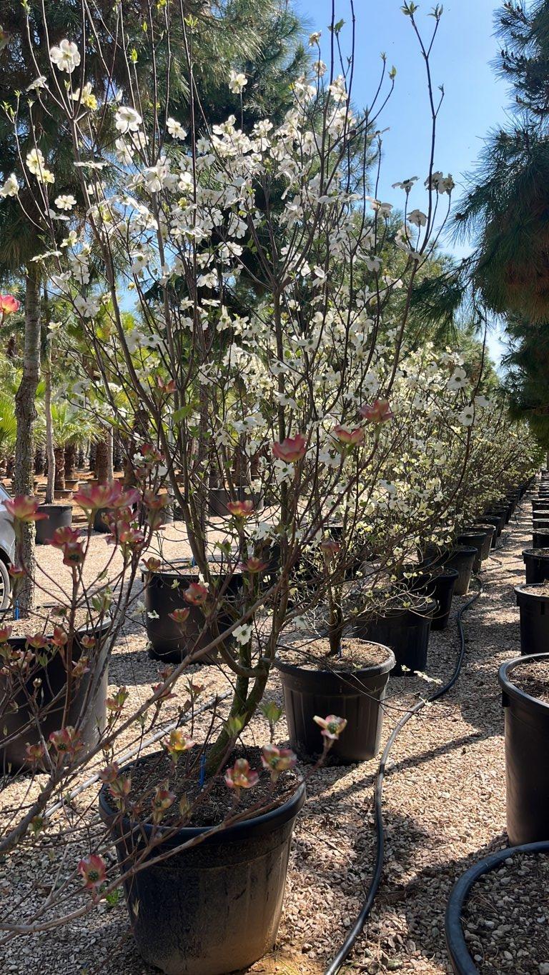 Cornus Florida (Corniolo) — Cespuglio, altezza 150/175 cm, vaso 90 litri