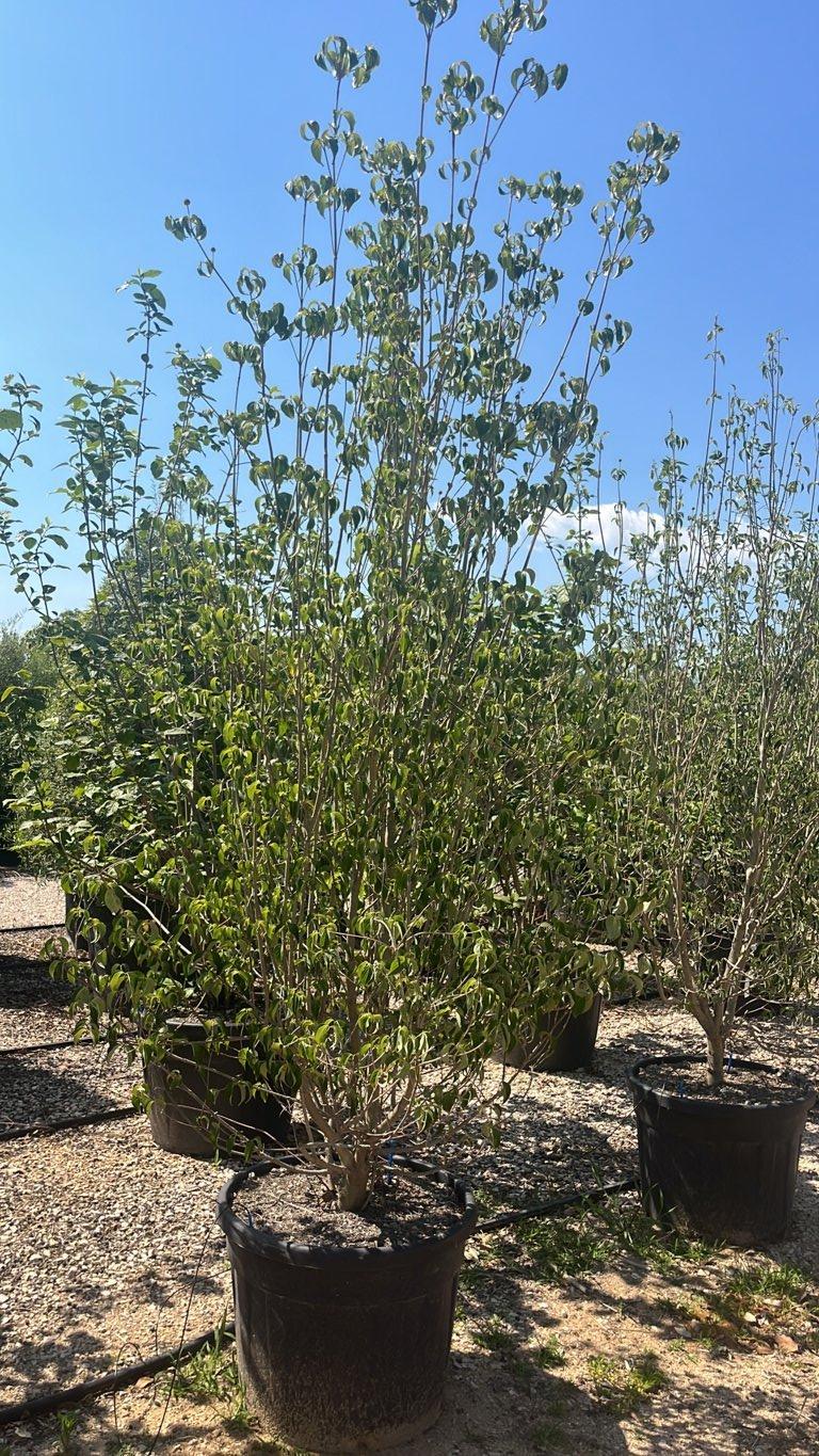 Cornus Kousa China Girl (Corniolo) — Cespuglio, altezza 200/250 cm, vaso 90 litri