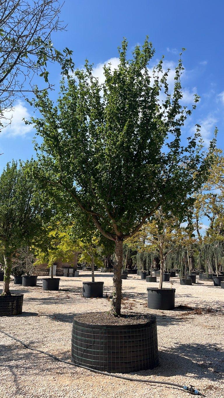 Cornus Mas (Corniolo) — Albero, circonferenza 40/50 cm, in rete