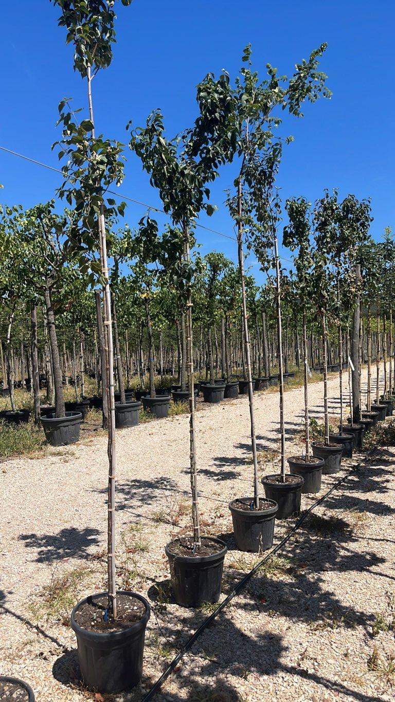 Cornus Mas (Corniolo) — Albero, circonferenza 6/8 cm, vaso 25 litri