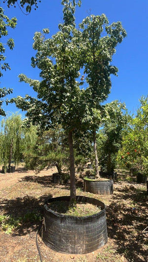 Cornus Nuttallii (Corniolo del Pacifico) — Albero, circonferenza 35/40 cm, in rete