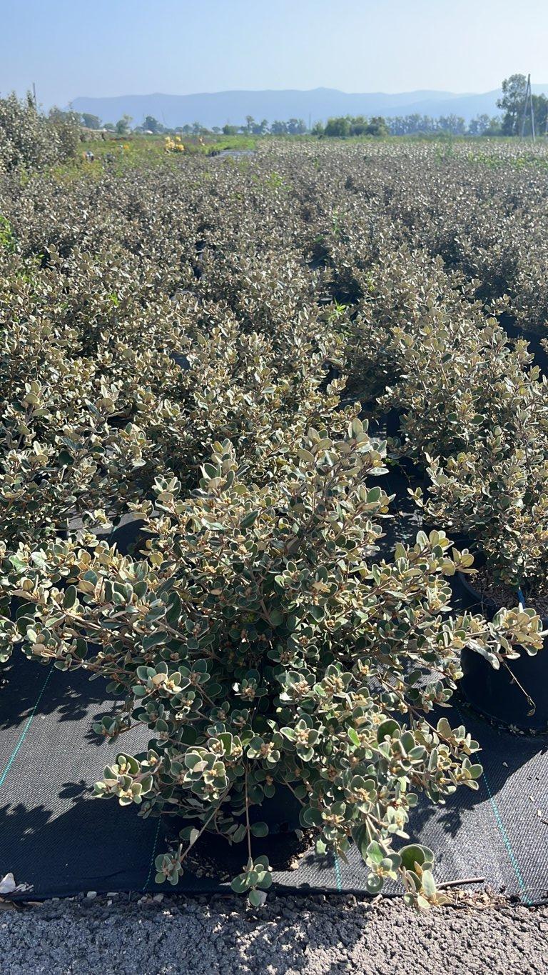 Correa Alba — Cespuglio, vaso 9 litri