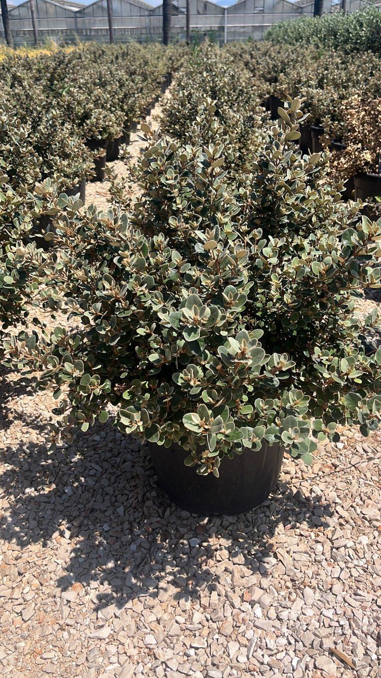 Correa Alba — Cespuglio, vaso 30 litri