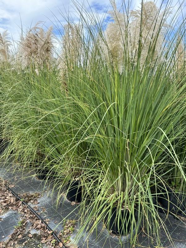 Cortaderia Selloana (Erba della Pampas) — vaso 30 litri