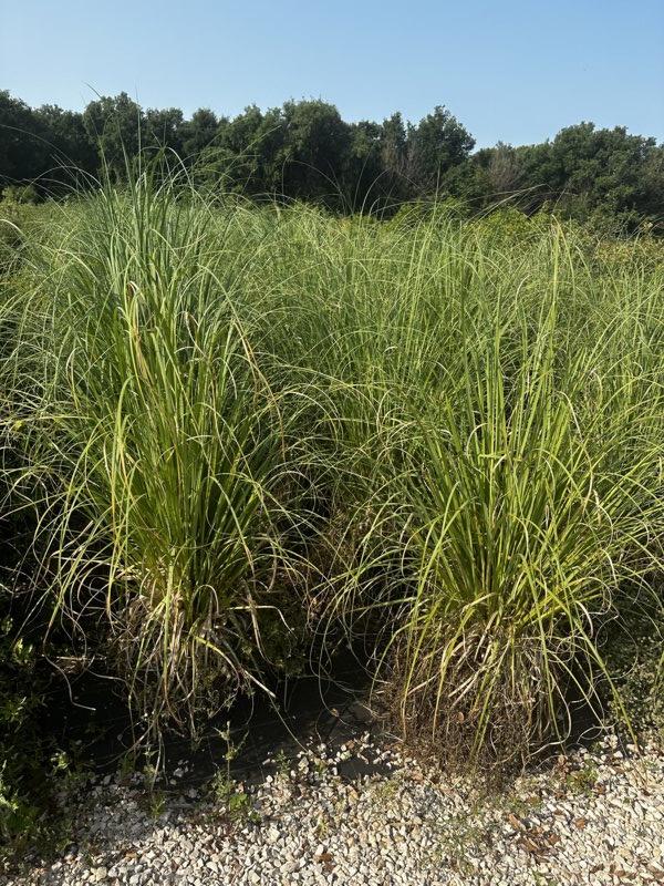 Cortaderia Selloana Rendatleri (Erba della Pampas) — vaso 30 litri