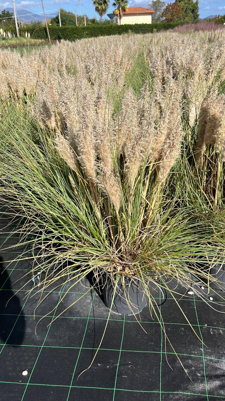 Cortaderia Selloana Tiny Pampa (Erba della Pampas) — vaso 9 litri