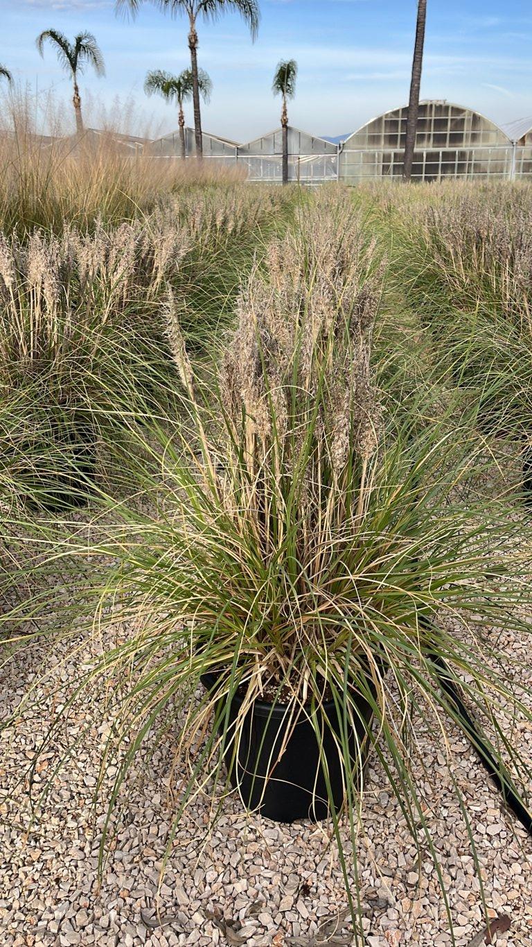 Cortaderia Selloana Tiny Pampa (Erba della Pampas) — vaso 30 litri