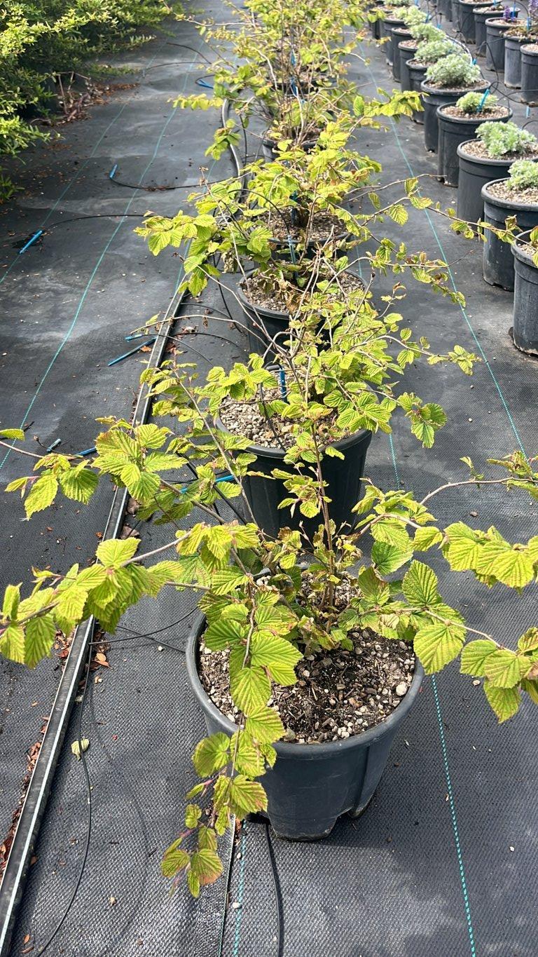 Corylopsis Pauciflora — Cespuglio, vaso 9 litri