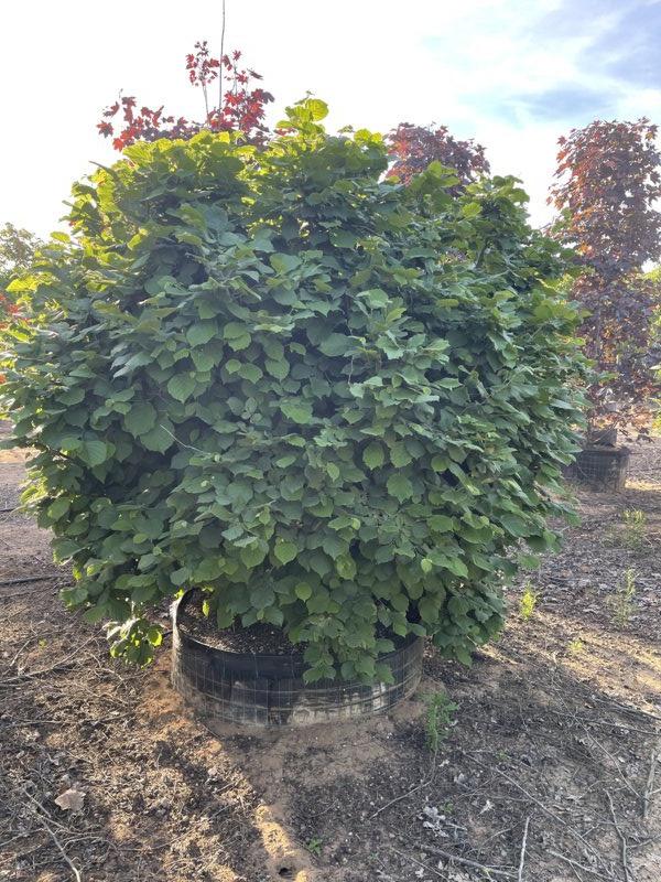 Corylus Avellana Contorta (Nocciolo) — Cespuglio, diametro 160 cm, in rete