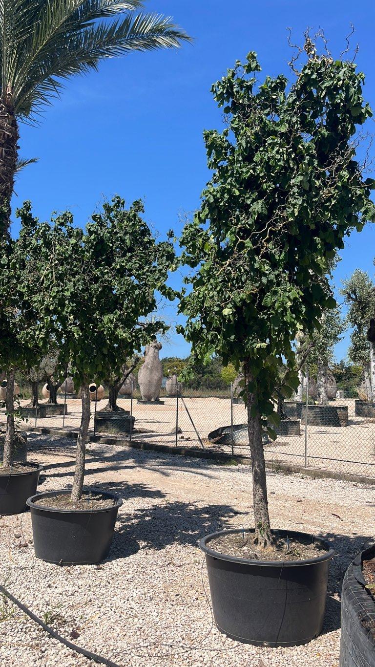 Corylus Avellana Contorta (Nocciolo) — Albero, circonferenza 20/25 cm, vaso 285 litri