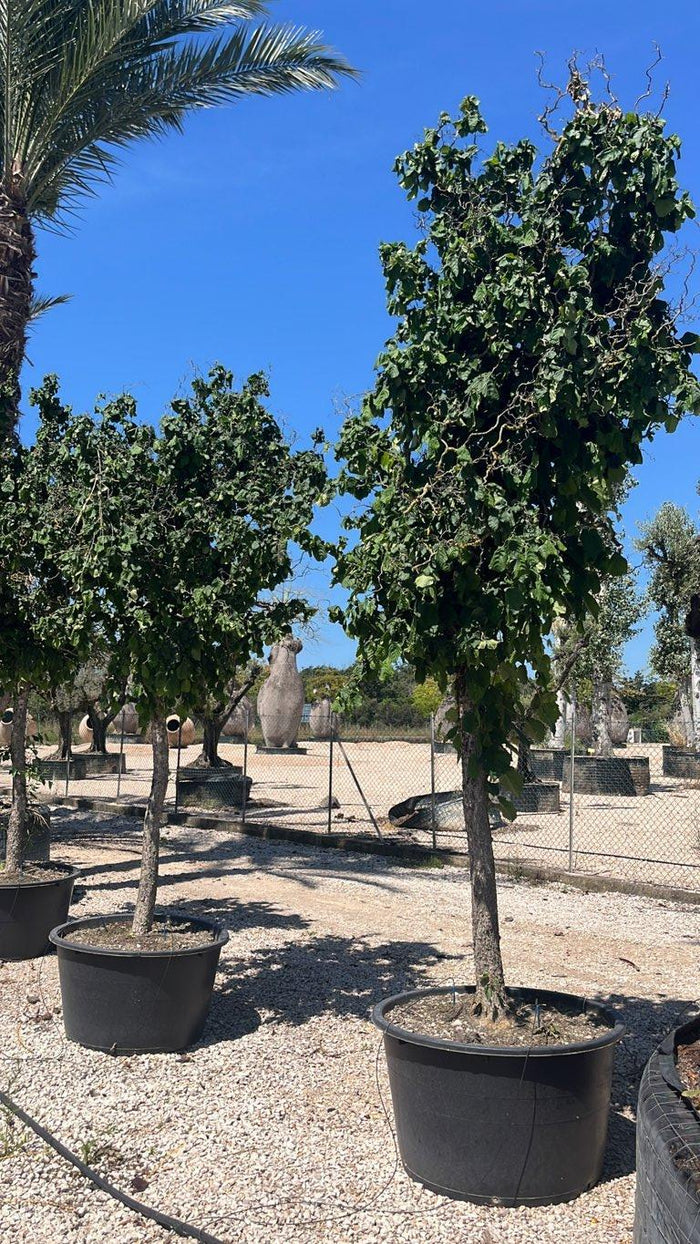 Corylus Avellana Contorta (Nocciolo) — Albero, circonferenza 20/25 cm, vaso 285 litri