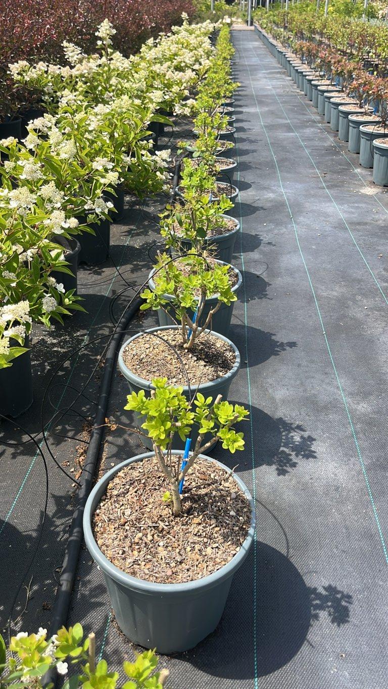 COTINUS COGGYGRIA FLAMISSIMO cotino