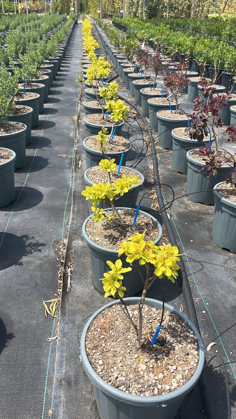 COTINUS COGGYGRIA GOLDEN SPIRIT cotino