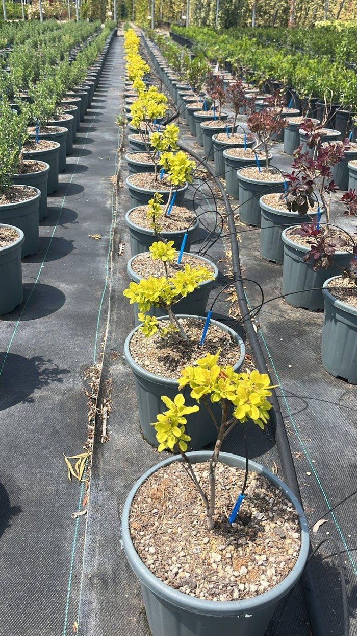 COTINUS COGGYGRIA GOLDEN SPIRIT cotino