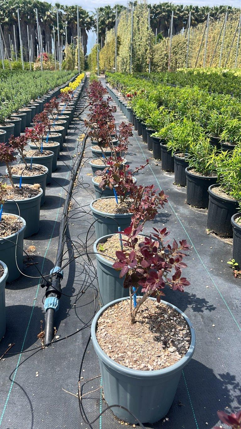 COTINUS COGGYGRIA ROYAL PURPLE cotino