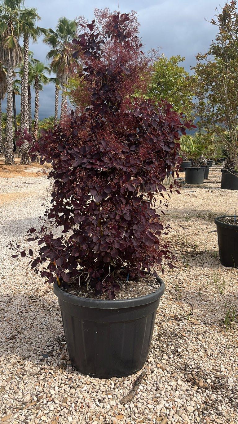Cotinus Coggygria Royal Purple (Albero della nebbia) — Cespuglio, vaso 130 litri