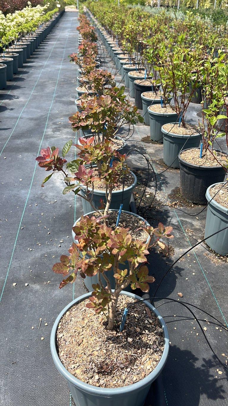 COTINUS COGGYGRIA YOUNG LADY cotino